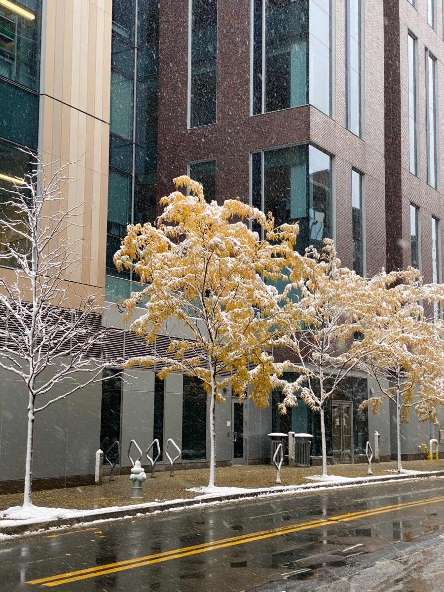 Snowy Trees